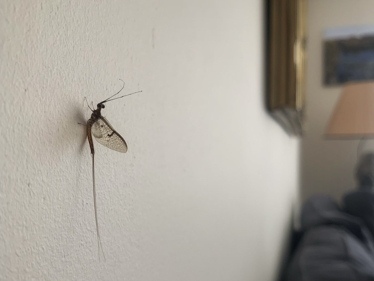 ruths_gallery's tweet photo. We have a couple of May flies visiting us this morning.
We get a big hatch around Twickenham in late May / June, especially near the river on cloudy days.
Adults only live a day or two, just long enough to mate.
@SallyWeather #mayfly #twickenham #insect #loveUKweather https://t.co/U2d7N6mF75
