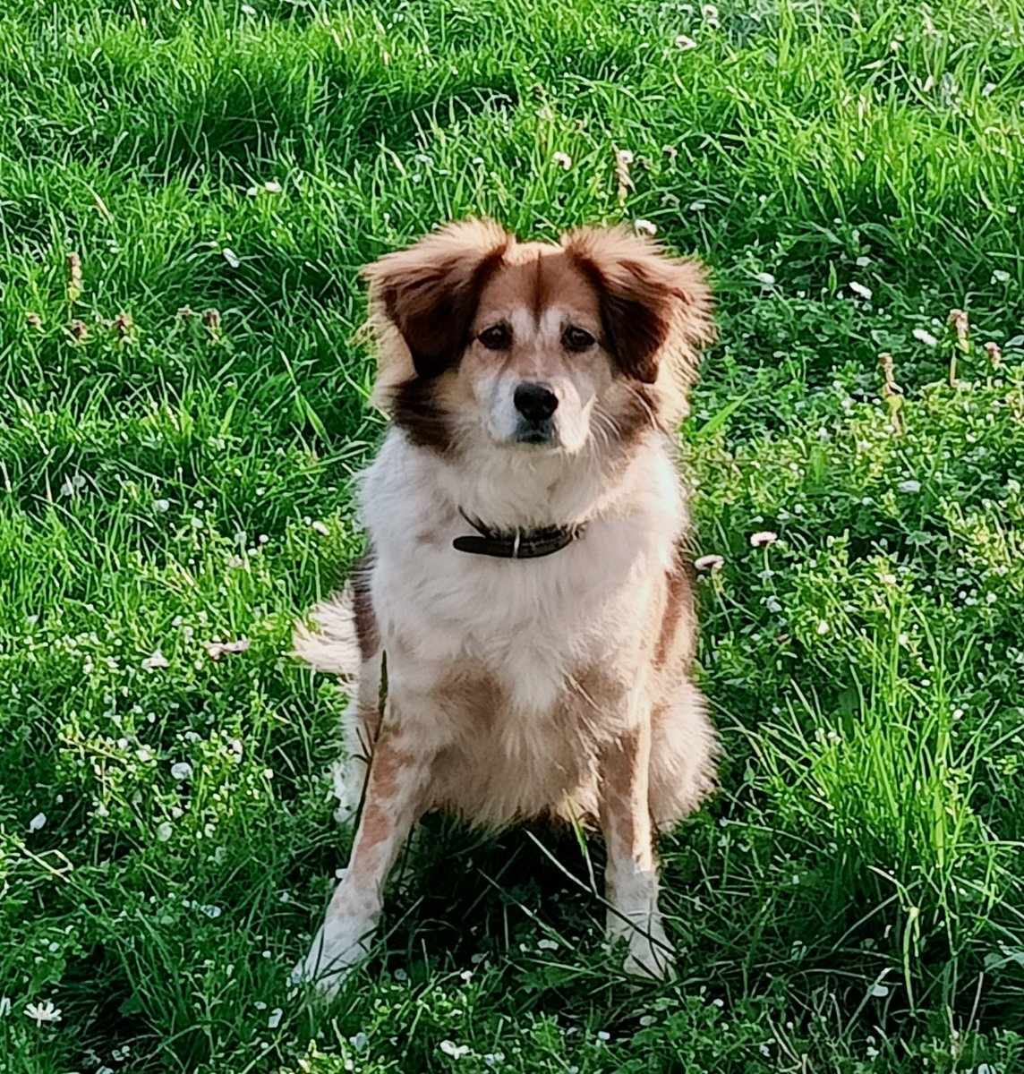 rudi_de_fanti's tweet photo. BOLOGNA URGENTE‼️ Questa mattina(29/06) è scappa da casa la cagnolina Zelda. Da via Farini in direzione Viale Panzacchi Chi la vedesse chiami me (3288255546) oppure il proprietario Diego (327 0315730).Buona ma molto timorosa specie in un contesto che non le è famigliare https://t.co/nznNPAkMKo