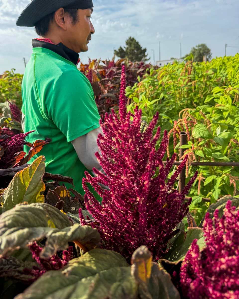 florinevept's tweet photo. Os Amaranthus já estão disponíveis na Florineve. Produzidos em campo aberto, destacam-se pelos seus tons terra bordô e verde, ideais para decorações distintas e de grande impacto.

https://t.co/mgD4kL6799

#florineve #floresdecorte #floresdeportugal #amaranthus #amaranto https://t.co/DZwdnXnCYZ