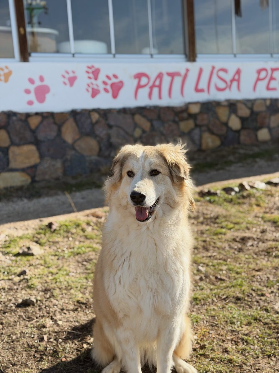 izaninbiri's tweet photo. Şöyle bir ilanımız var, elden ele uzatabilir miyiz? Lucy’nin mümkünse yetişkin ve karakteri oturmuş bir köpekle yaşamayı kabul ederek onu hayatına dahil edecek bir aileye, değilse de bir pansiyon sponsoruna ihtiyacı var. 1 yıldır Eskişehir’de pansiyonda kalıyor. https://t.co/bFJzsdeaGL