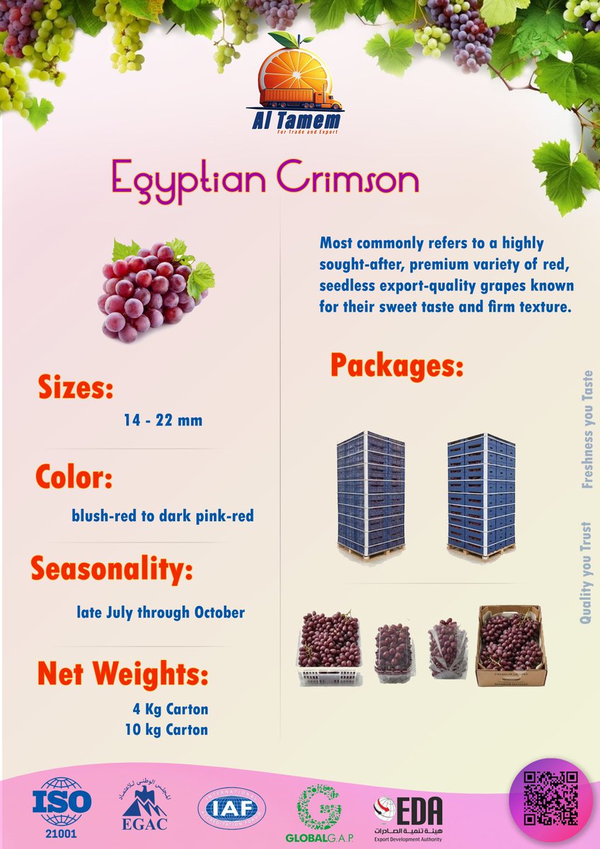altamem_eg's tweet photo. ثلاثة اصناف من العنب المصري بالوانه عديم البذر جاهزة لأسواق الخليج الحبيبة
كريمسون - سبريور - بلاك ماجيك

عنب شهي ولذيذ يرطب حرارة الصيف الشديد https://t.co/6MypZLZWyx