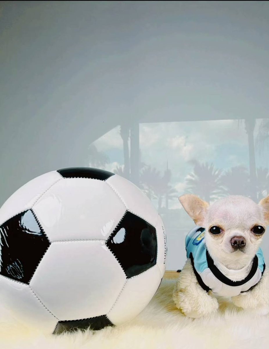 pearlonsolana's tweet photo. @Ga__ke Hey gake, did you know I hold the guinnes world record for smallest dog in the world? https://t.co/0mMhWYUX4E