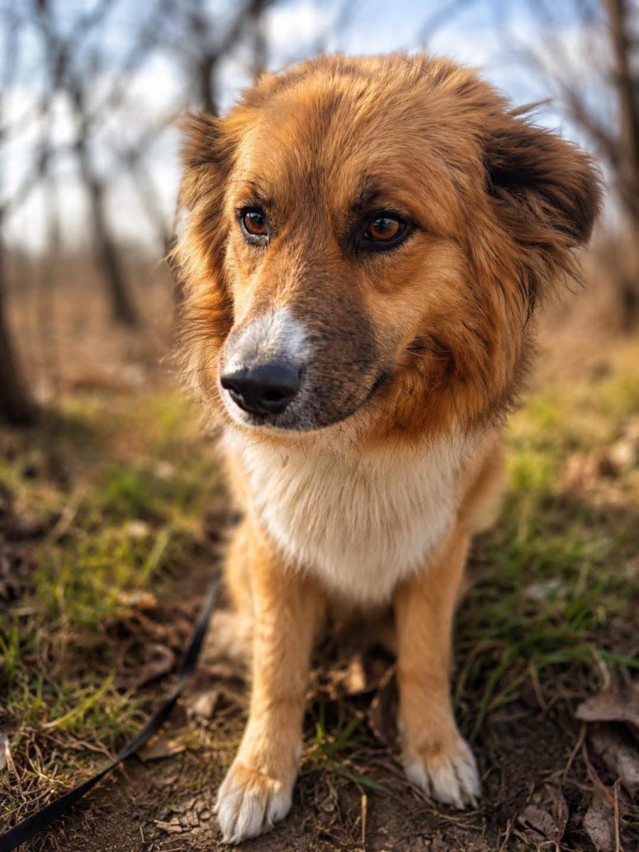 mal_land_'s tweet photo. Julian wrócił z adopcji bo … „zabrakło dla niego miejsca” 💔
Ma 5 lat, waży 20 kg i kocha cały świat: pięknie chodzi na smyczy, uwielbia auta oraz dogaduje się z psami i kotami. Nie szuka luksusów, tylko człowieka na zawsze. 🙏 🏡
📍Rypin (pomożemy z transportem!)
📞 881 535 895 https://t.co/H5szND607l