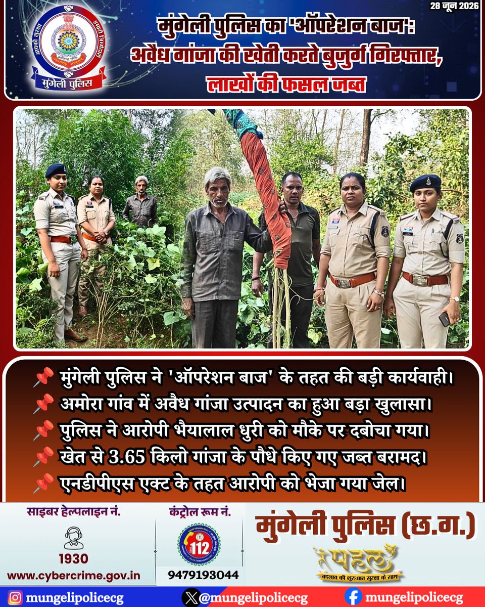 mungelipolicecg's tweet photo. मुंगेली पुलिस की नशा विरोधी मुहिम 'ऑपरेशन बाज' लगातार जारी है। जरहागांव पुलिस ने ग्राम अमोरा में गांजे की अवैध खेती करने वाले एक आरोपी को गिरफ्तार कर बड़ी सफलता हासिल की है।

 #MungeliPolice #OperationBaaj #AntiDrugCampaign #ChhattisgarhPolice #MungeliNews https://t.co/adtDJnKhnR