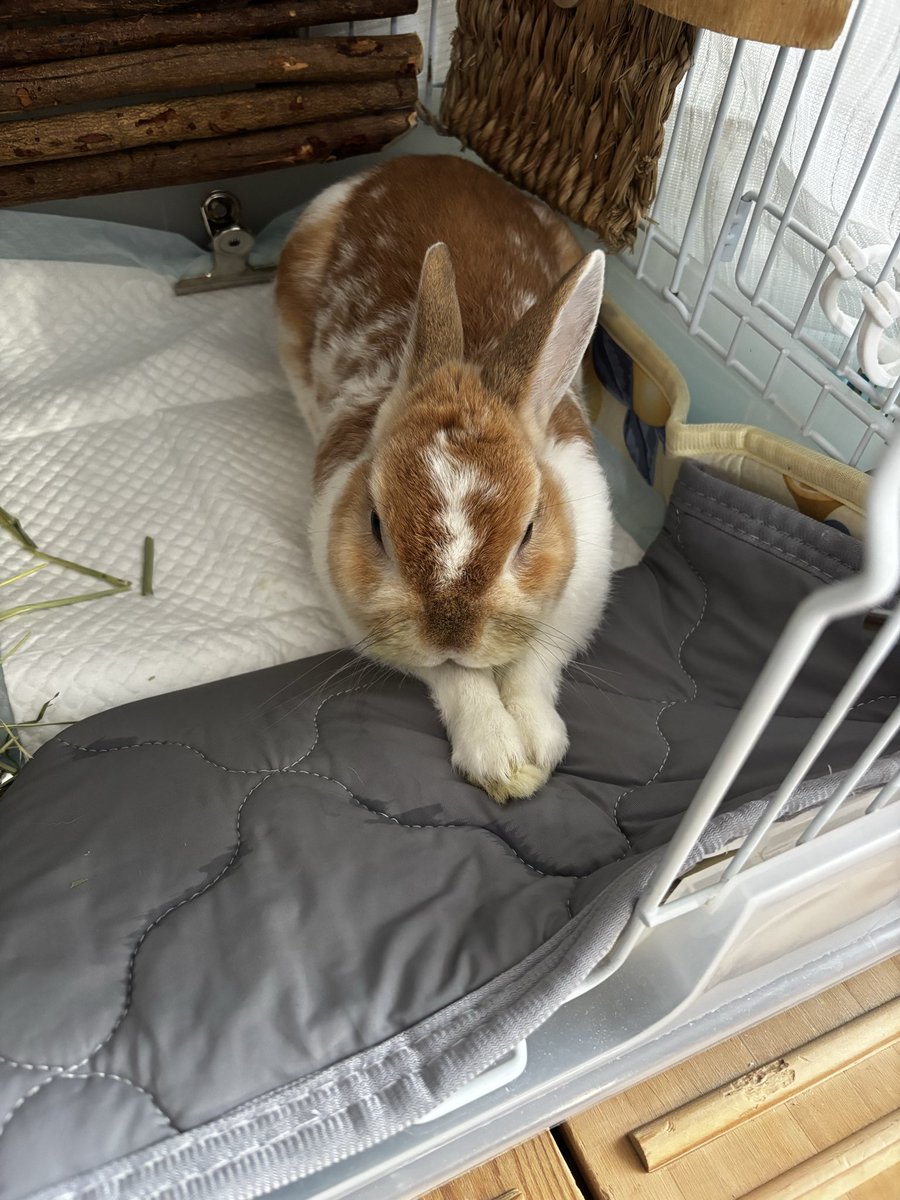 minlapin1's tweet photo. 伸びてたしゃきーん https://t.co/XQziH90fwk