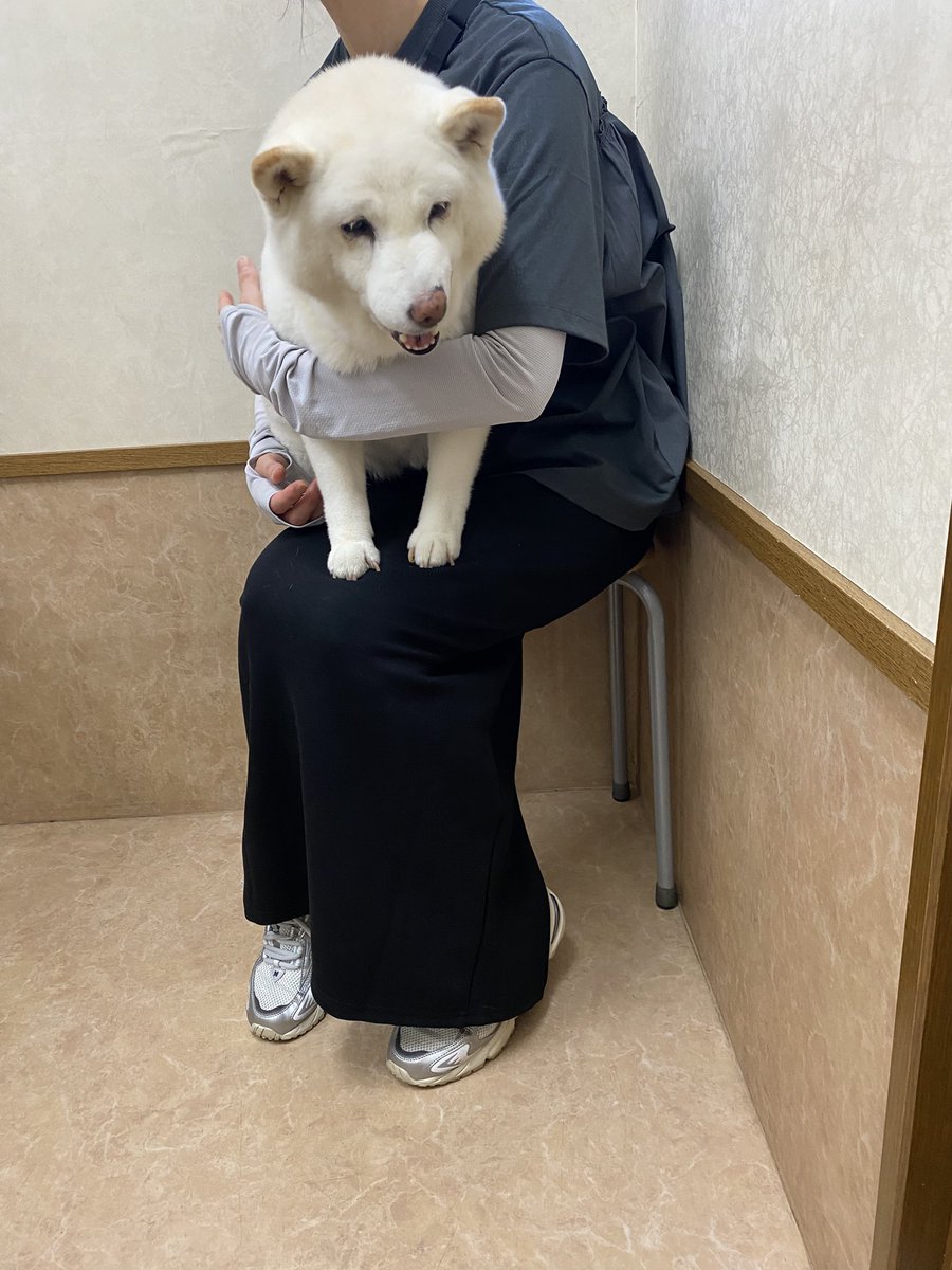 bankinmatu's tweet photo. まつ「きょうから　ぎゅうにゅう　のんだらあかん　いわれた」 https://t.co/rWwh0dB7gk
