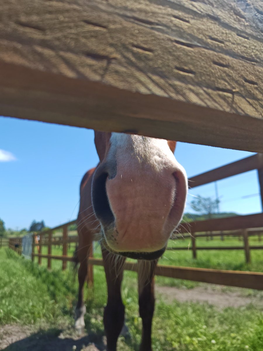nyoronyoropyon's tweet photo. Today's #meishodoto looks fantastic! He's healthy, full of energy, and his coat is so glossy✨️

#umamusume
#northernlake
#retiredracehorse
#メイショウドトウ
#ノーザンレイク
#引退馬 https://t.co/2JMv8ufWlY