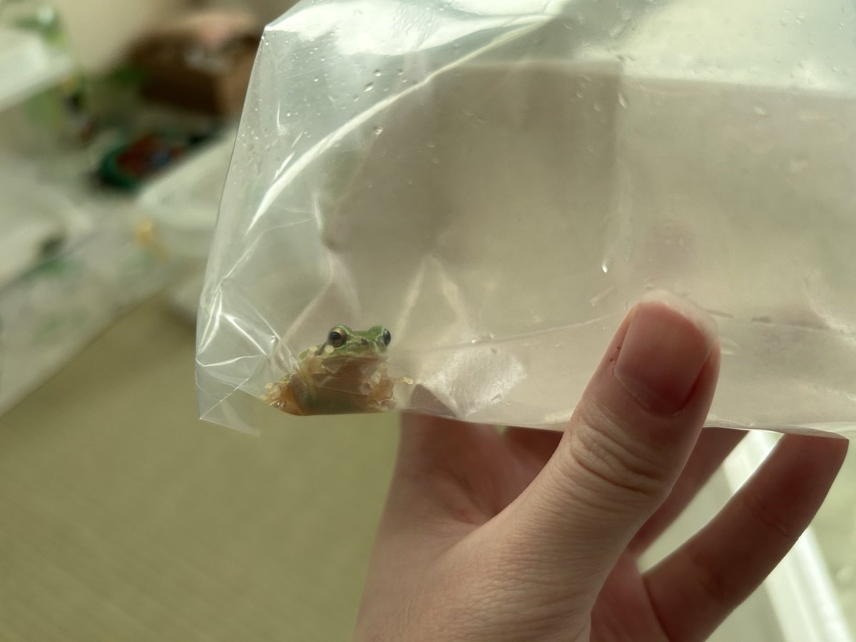 222_RETURN's tweet photo. 昨日新入りのアマガエルちゃんが来ました🏠🐸
名前はみんみんです🌱
まだ小さくて可愛いです♪ https://t.co/IK2bS9lwyu