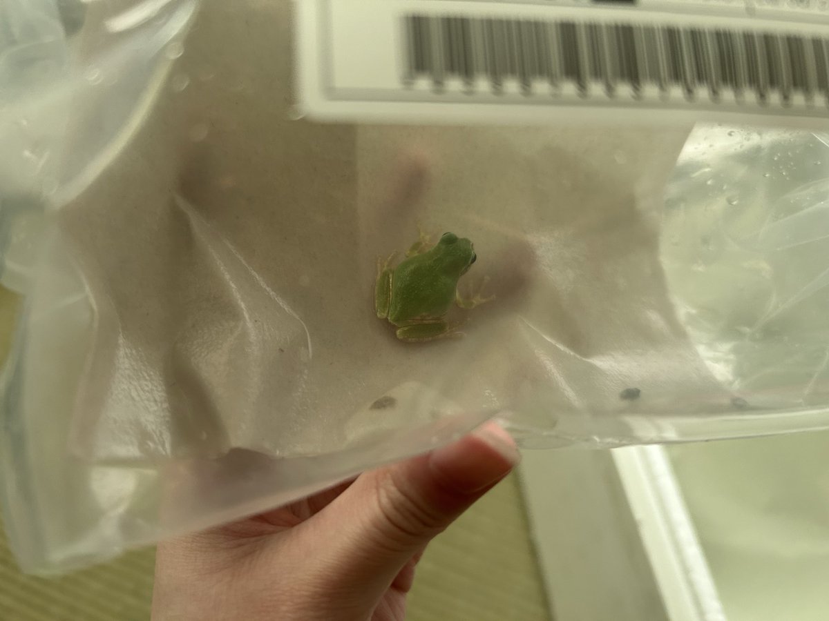 222_RETURN's tweet photo. 昨日新入りのアマガエルちゃんが来ました🏠🐸
名前はみんみんです🌱
まだ小さくて可愛いです♪ https://t.co/IK2bS9lwyu