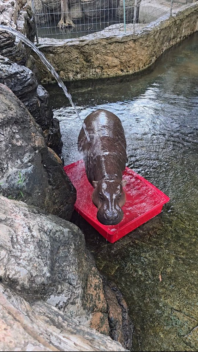 MooDangLover's tweet photo. Even mom MooKrob wants to soak in my tub. 🛁🦛

Just imagine how iconic my little red tub must be. ❤️✨

#MooDang #ムーデーン #หมูแดง #KoratZoo https://t.co/P2zLFb9y9G