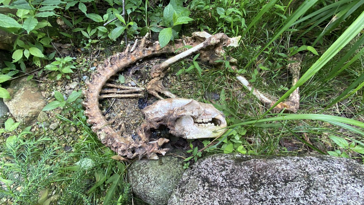 080304K's tweet photo. ※苦手な人はスルーしてください🙇‍♂️

昨日の釣行で見つけた獣の亡骸🦴💀
牙が発達してたけど、熊なのかな？🤔🐻 https://t.co/nTLKpZ49kT