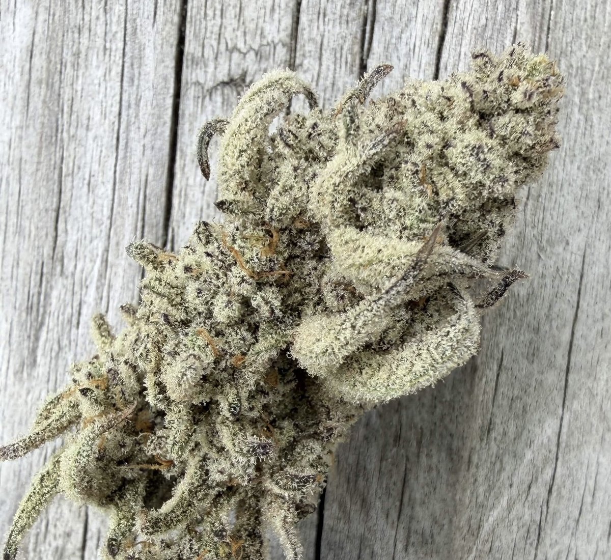 Jameskushplug's tweet photo. Weed Murrayfield Delivery, Weed Craiglockhart Delivery, Weed Roseburn Delivery, Weed Cramond Delivery, Weed Musselburgh Delivery, Weed Falkirk Delivery, Weed Stirling Delivery, Weed Perth Delivery, Weed Dundee Delivery, Weed Broughty Ferry Delivery, Weed St Andrews Delivery https://t.co/ZjgTaNIzOJ