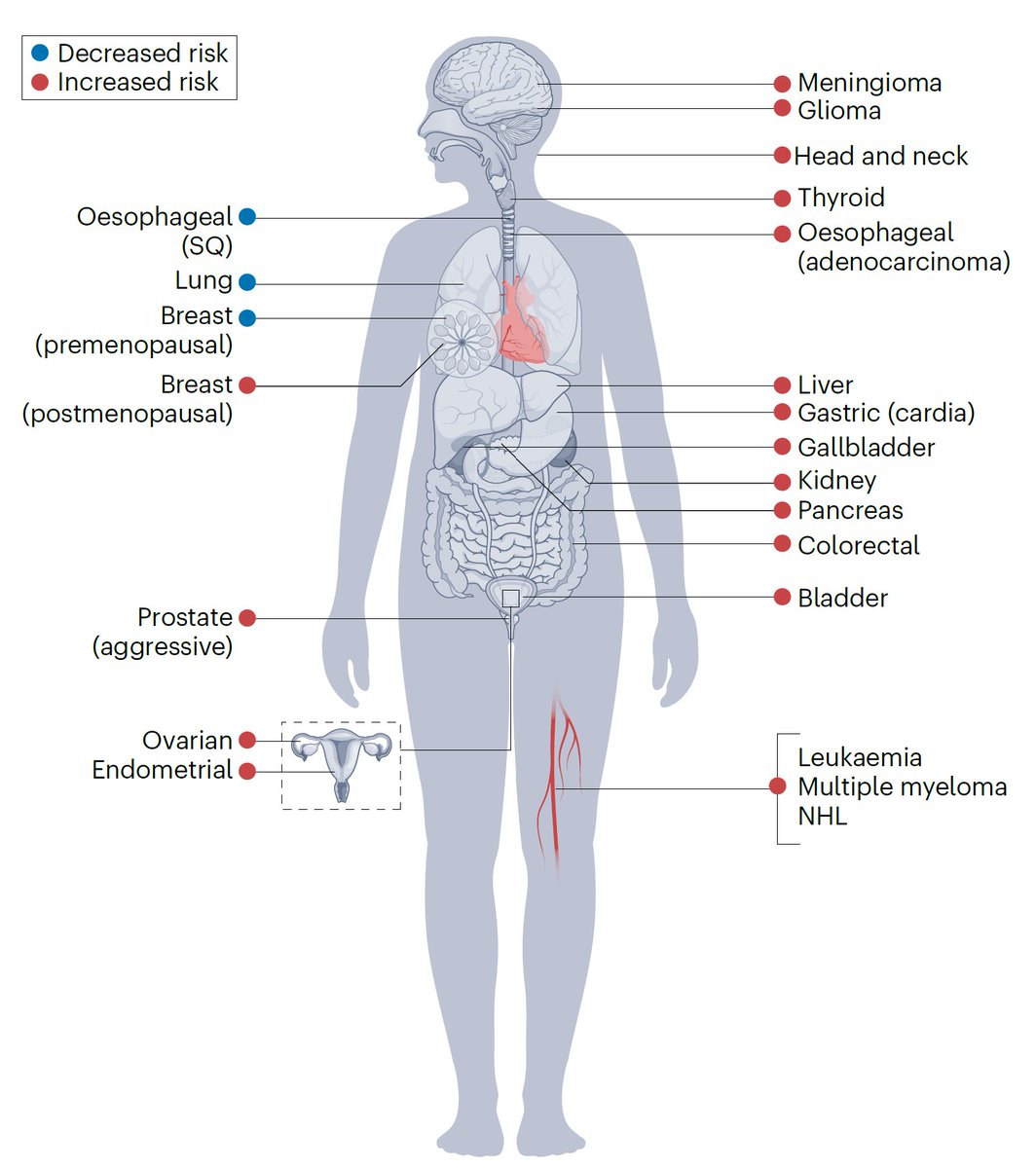 sepdigestiva's tweet photo. Un mayor índice de masa corporal (IMC) se asocia con un mayor riesgo de desarrollar, al menos, 19 tipos de cáncer y con un menor riesgo de algunos otros. https://t.co/GG0mCHAXgX https://t.co/KcqgJZ1nsN