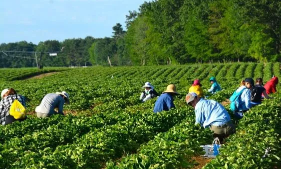 jobooycareers's tweet photo. Now Hiring: Farm Worker Jobs in UAE with Visa Sponsorship and Free Accommodation
Check & Apply Here: https://t.co/dESCZEyCdO
#UAEJobs #FarmWorkerJobs #AgricultureJobs #WorkInUAE #AlAinJobs #VisaSponsoredJobs #FarmJobs #VegetableFarmJobs #FruitFarmJobs #JobsAbroad #HiringNow https://t.co/QirqnREdRF