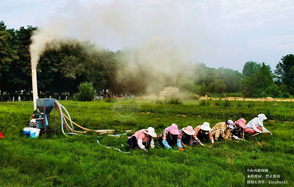 sxxww518's tweet photo. 6月26日山西闻喜县河底镇农户抢收远志种子,远志成当地致富草。
On June 26, farmers in Hedi Town, Wenxi County, Shanxi, rushed to harvest Polygala seeds, which have become a local wealth-boosting herb. #Polygala #harvest https://t.co/NtO1AK3XHd