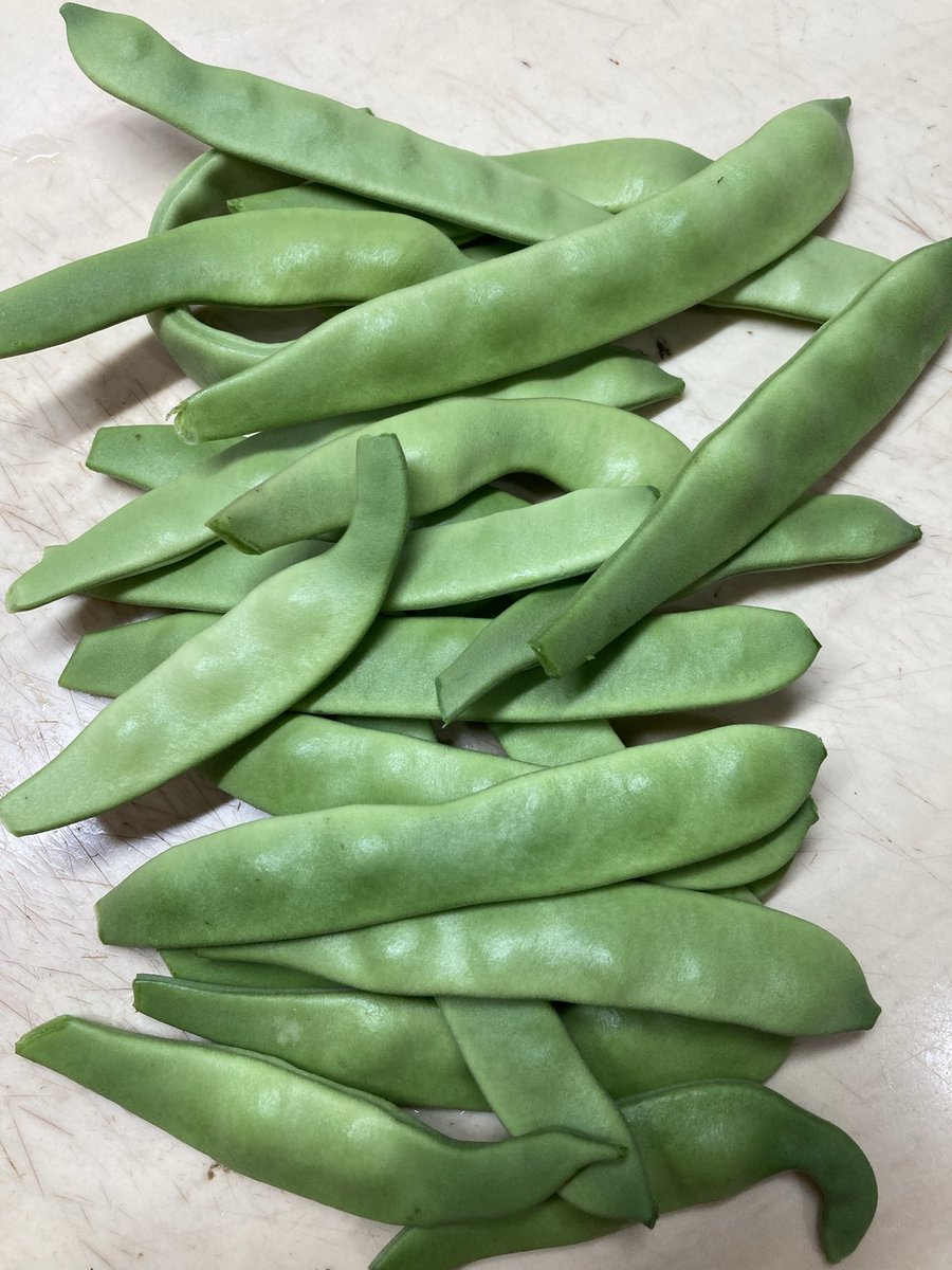 Relux365's tweet photo. 散歩の家庭菜園
呼び名は色々
散歩のまわりでは
ジユウロク
モロッコインゲン
なんて言ってます
茹でる　炒める
煮る　天ぷら　
フライ　何でもござれ
あまり大きくしなければ
揉まなくても　緑が綺麗に
出て柔らかいですよ
茹でるなら
２分半ぐらいかな〜
#家庭菜園
#インゲン料理 https://t.co/6V2WktUEda