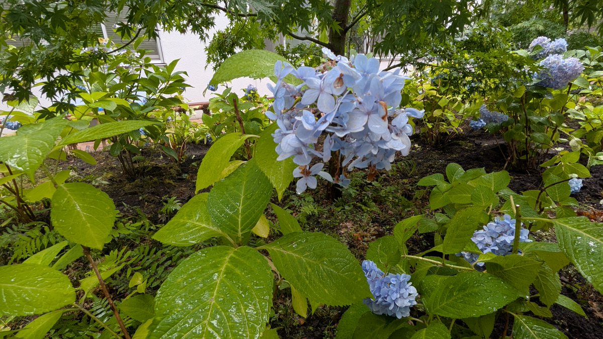 Kanatech_Seibu's tweet photo. #庭園エクステリア施工コース
梅雨の時季になり、当校の中庭にも紫陽花が咲き誇っています。
実はこの紫陽花たち、別の場所でひっそりと咲いていたところを実習で移植してきた花なんです。
校舎の窓から見える中庭が少し華やかになりました✨

#かなテク #ハロトレ #職業訓練 #秦野市 #GREEN https://t.co/bB0oyVhcAF