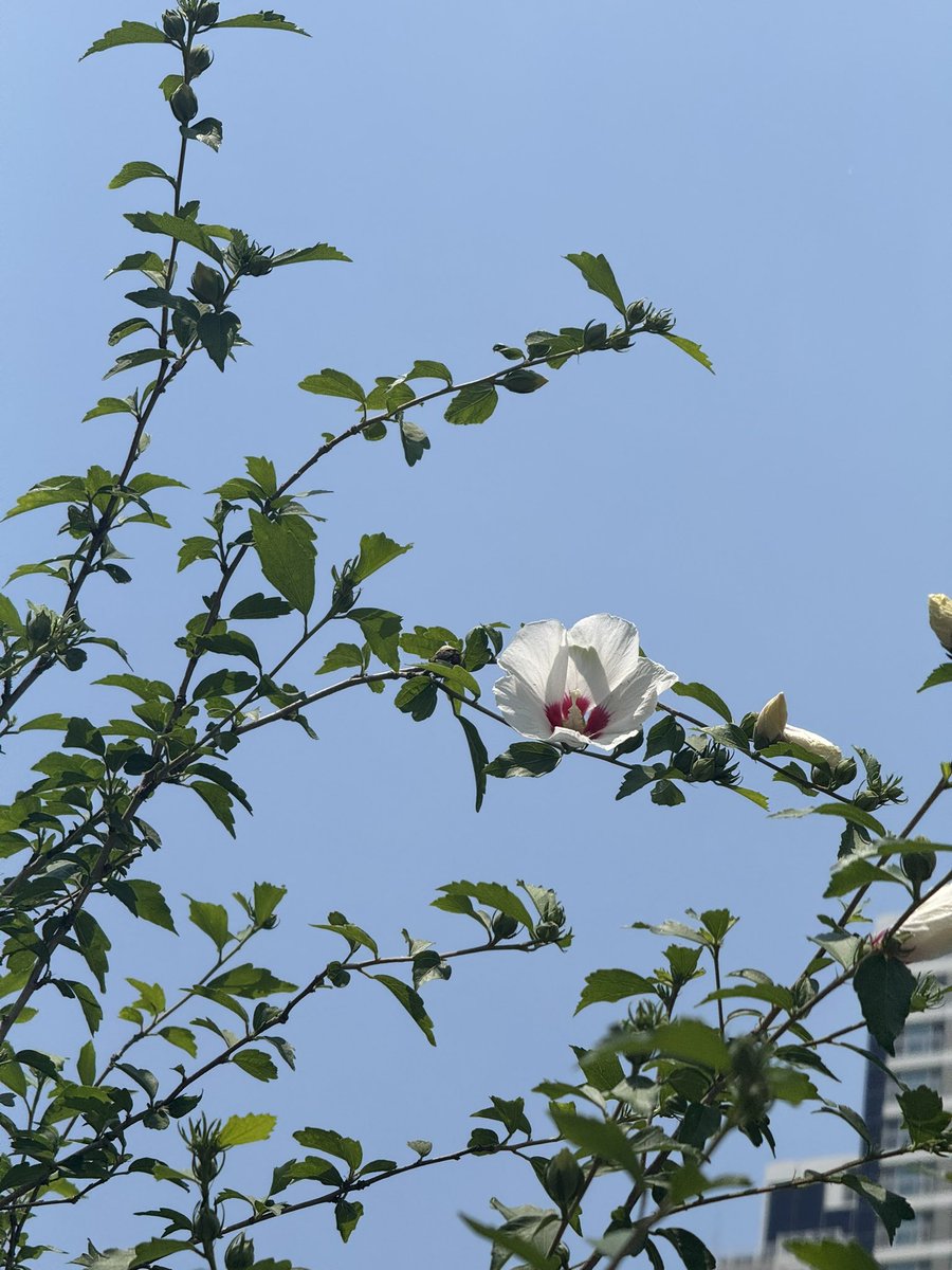 megilp's tweet photo. 무궁화 https://t.co/7rlFJUJaOI