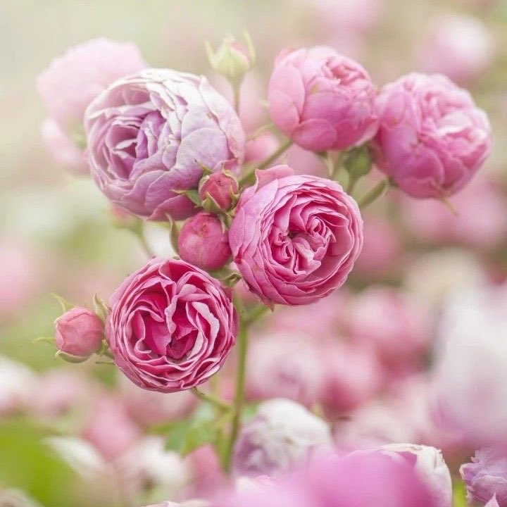 PetaliDiPoesia2's tweet photo. ꧁♡ 

   To be grateful is to gather
   the fallen petals of life and
   discover that together they
   still form a flower.

𝒢𝑜𝑜𝒹 ℳ𝑜𝓇𝓃𝒾𝓃𝑔                 ♡꧂ https://t.co/qLvU8FqcFr