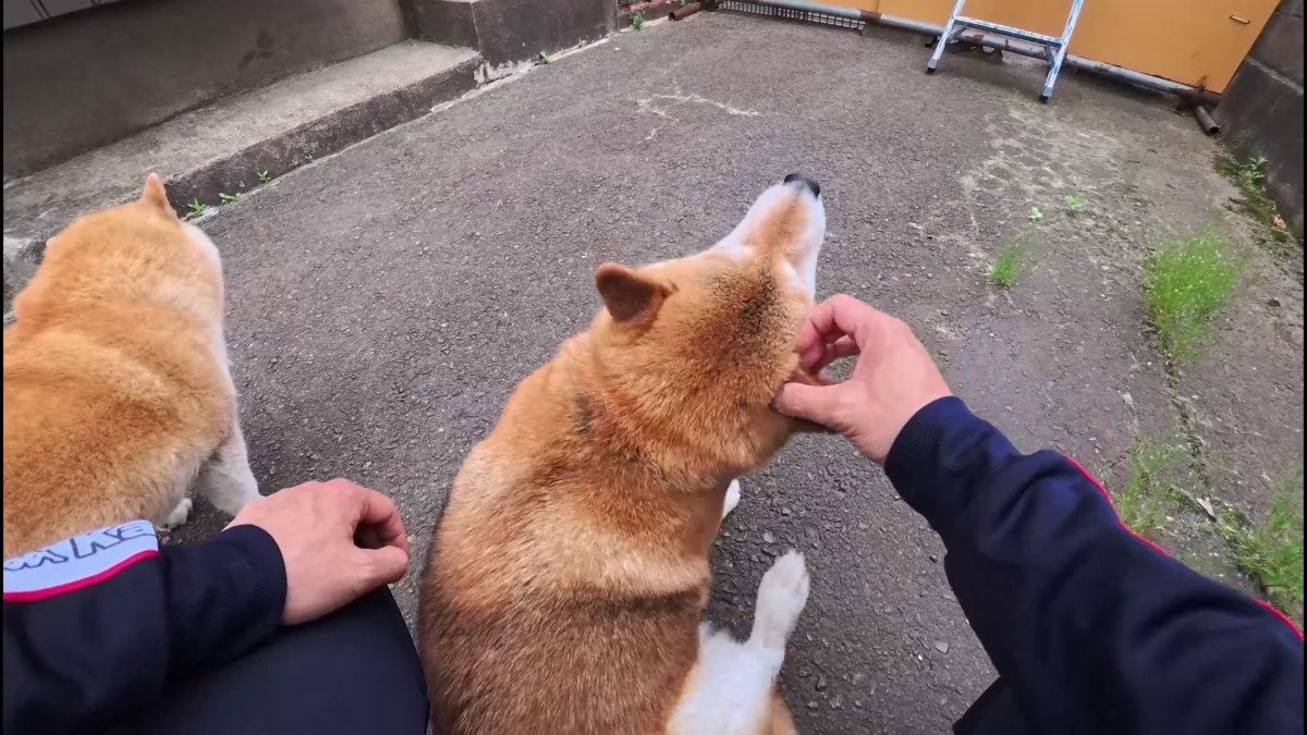 shiba