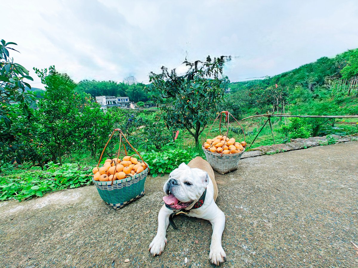 BulldogLovely's tweet photo. Picking loquat https://t.co/V8nGVkBpeD