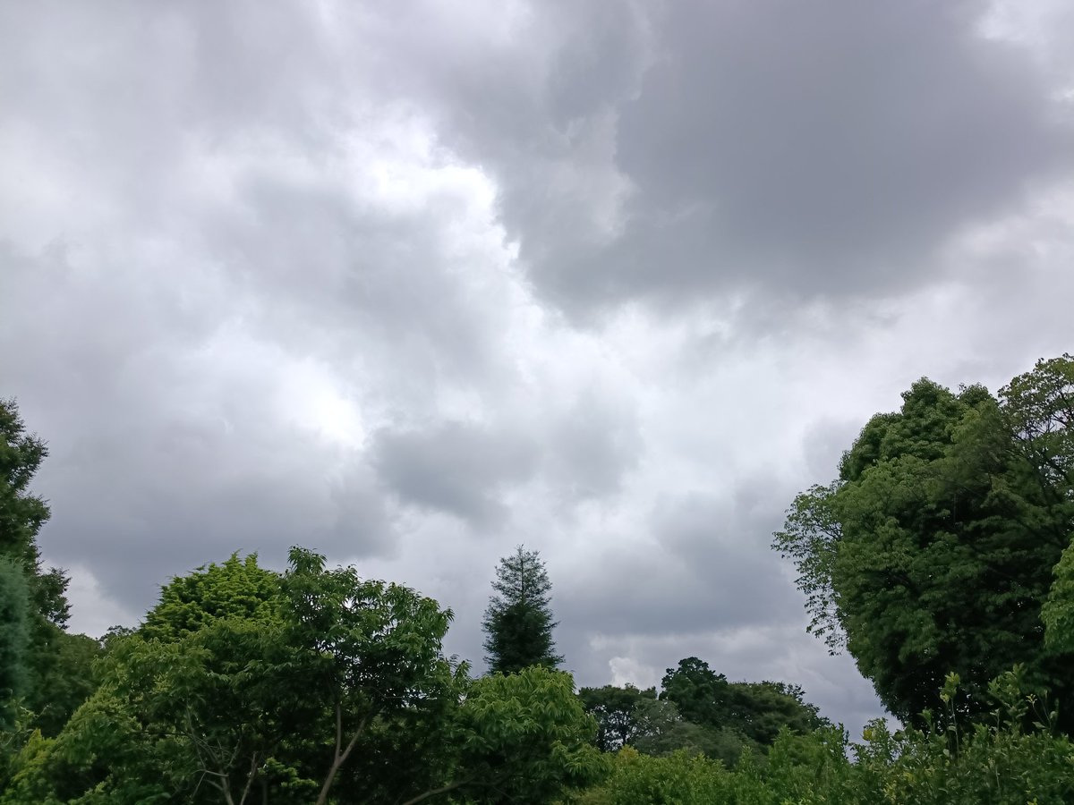 OKawauna's tweet photo. 梅雨らしく蒸し暑いん(  ᵔ^ᵔ꧞)ｳｰﾝ
私的には穏やかな月曜日を過ごしてますねぇ。でも仕事なんですけど😂
午後もなるべくゆるふぁいです(o-´ω｀-)ｳﾑｳﾑ
先週のひまわり🌻みんな咲いてましたー！ https://t.co/SyMKE1VilD