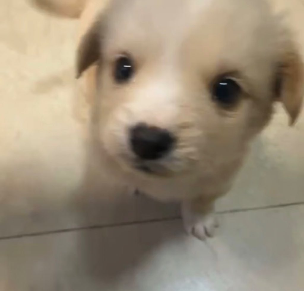dogonboo's tweet photo. มาหาฟามรัก คับ แถวนี้มีไม https://t.co/Wr18XdZ5ez