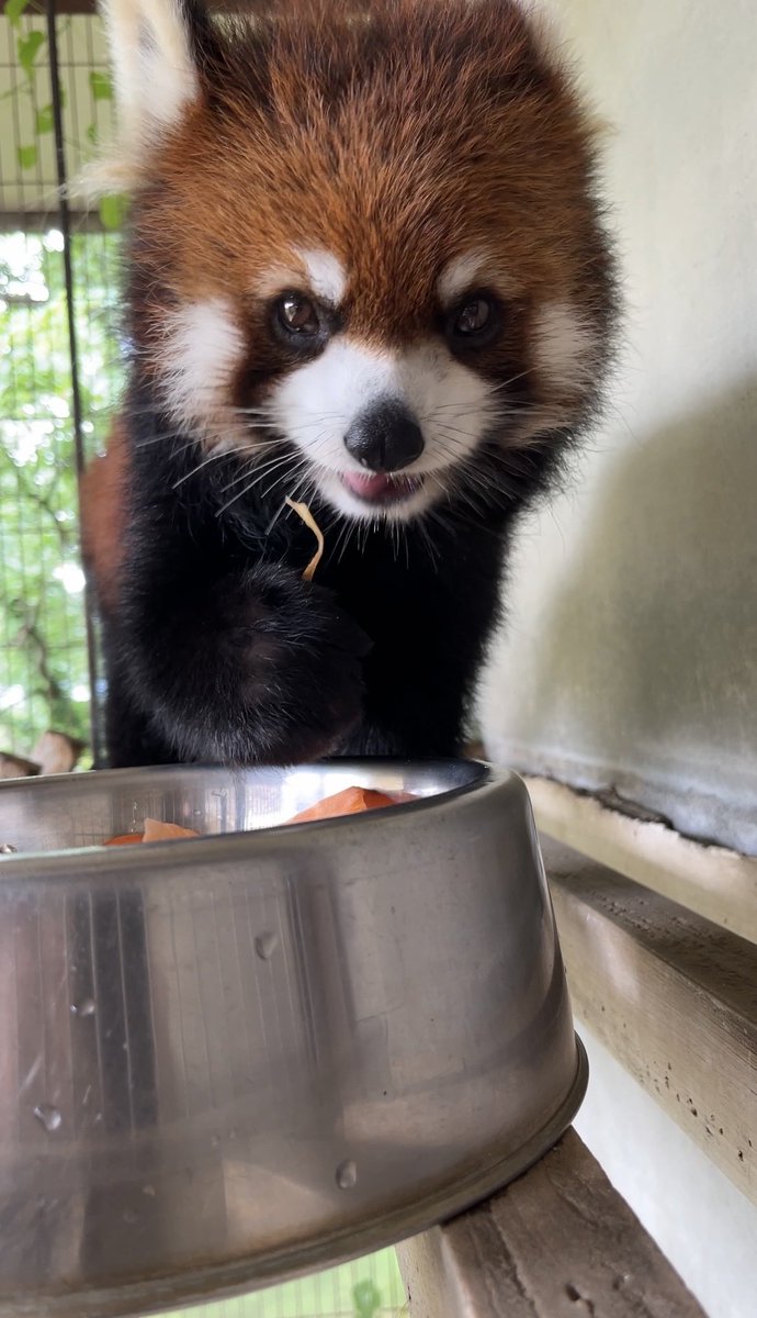 nishiyama_zoo's tweet photo. 🎂 HAPPY BIRTHDAY🎉
今日はアケビの6歳の誕生日です。

アケビにとって西山動物園で迎える初めての誕生日です。
新しい環境にも慣れ、ペア相手のかんた君とも仲良くなってくれました！
現在は妊娠の可能性があるため、
非公開施設で暮らしています。

のんびり気ままに、元気に過ごしてね！ https://t.co/tRr4684JvF