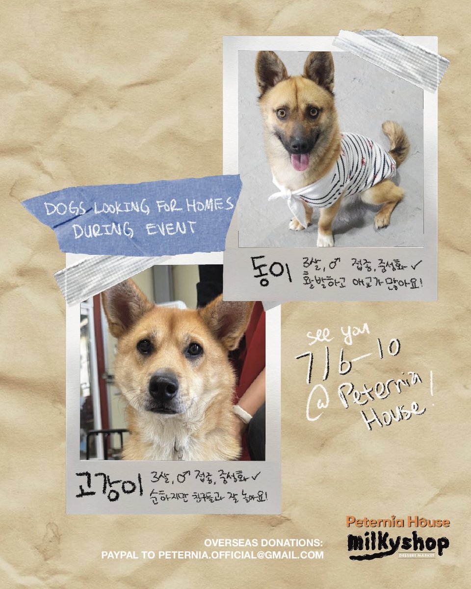 kebeanmoon's tweet photo. 🐶 PETERNIA X MILKYSHOP 🍪
7/6 5-9:30pm @ Peternia House Cafe
(Sales continue ~10th)

Buttersand cookies & signed postcard for minimum ₩5000
 [All proceeds go to Peternia’s aid to shelter dogs.]

버터샌드 쿠키 & 사인 엽서 최소 ₩5000
 [모든 수익은 펫터니아 유기동물 보호 활동에 지원이됩니다.]

Give: PayPal - PETERNIA.OFFICIAL@GMAIL.COM