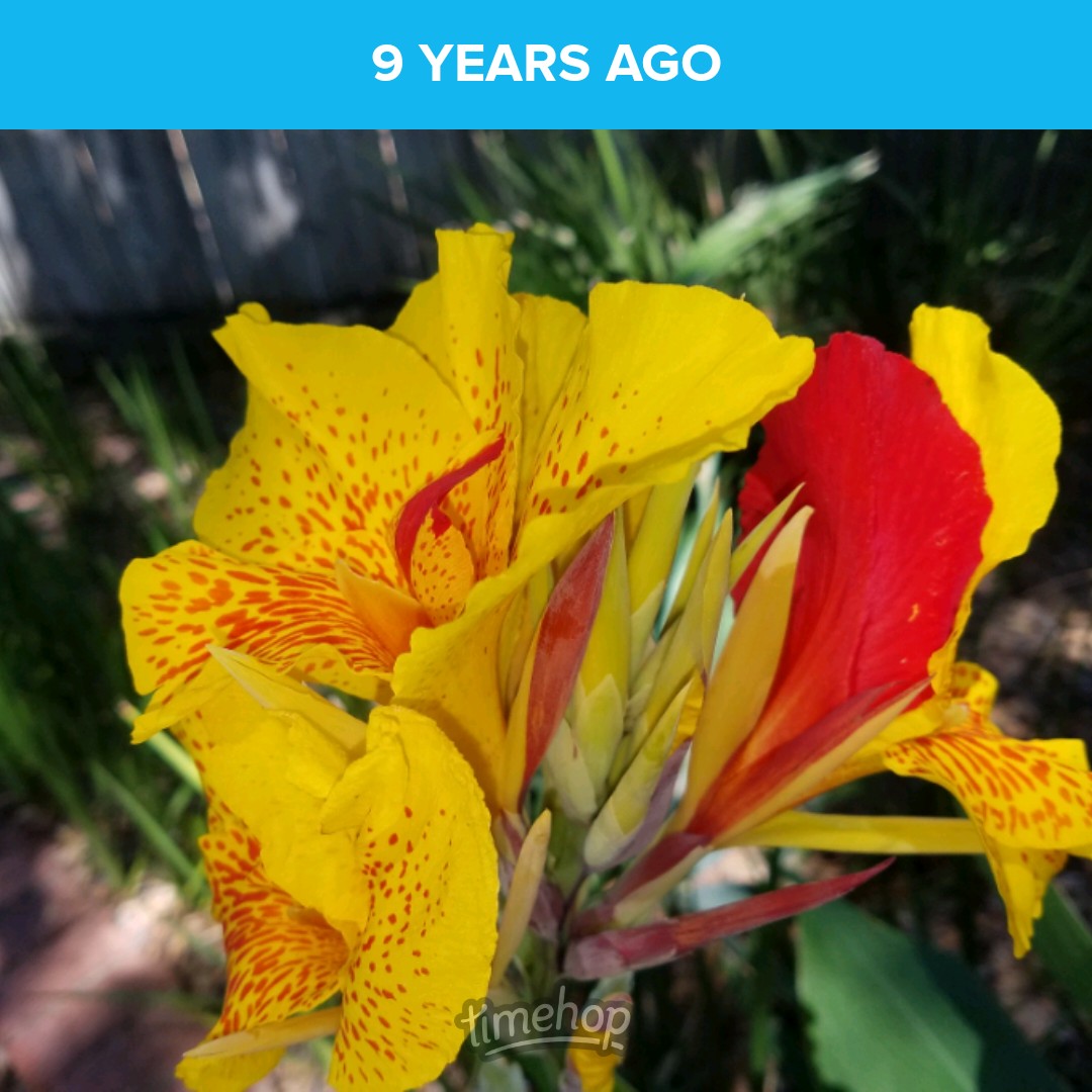 saunieindiego's tweet photo. Try and find the beauty every day. Canna lily from our house-before-last. I loved how it was neither red, yellow, or spotted. #BloomScrolling https://t.co/uMGBfYD1xQ