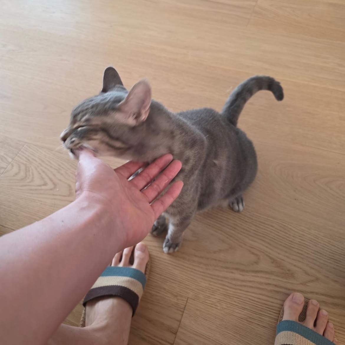 gongyoosimp's tweet photo. the way gong yoo just let mau bite his hand and instead of pulling away he just took pretty pictures of her instead 😭❣️ https://t.co/RH228k1wX2
