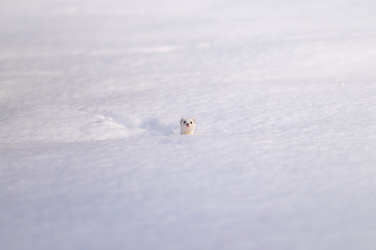 aapb_official's tweet photo. 旭川空港スタッフによる、旭川を拠点に撮影した、北海道の野生動物写真展・パッチワーク展を開催。

身近な動物から、めったに出会えない可愛い動物まで展示します。北海道の自然の魅力を、写真を通して感じていただけたら嬉しいです。

日時：7/8～7/13
場所：旭川市宮下通11丁目 上川倉庫蔵囲夢 内 https://t.co/XyNosSQDbY