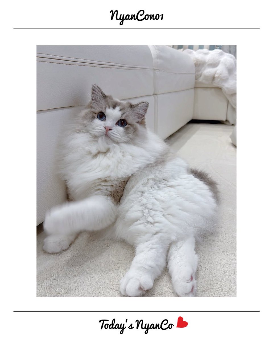 NyanCon01's tweet photo. 今日のニャンコ♡ 

#nyancon01
#cat https://t.co/OglMdJqQOQ