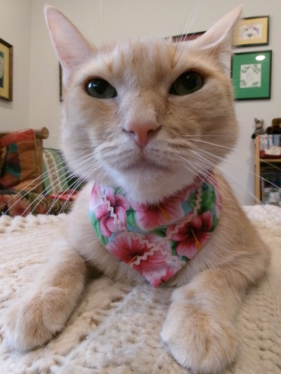 TravisTabbyCat's tweet photo. #sundayselfie time! https://t.co/ZpMXJ3C9xh https://t.co/UAnEHQxjhs