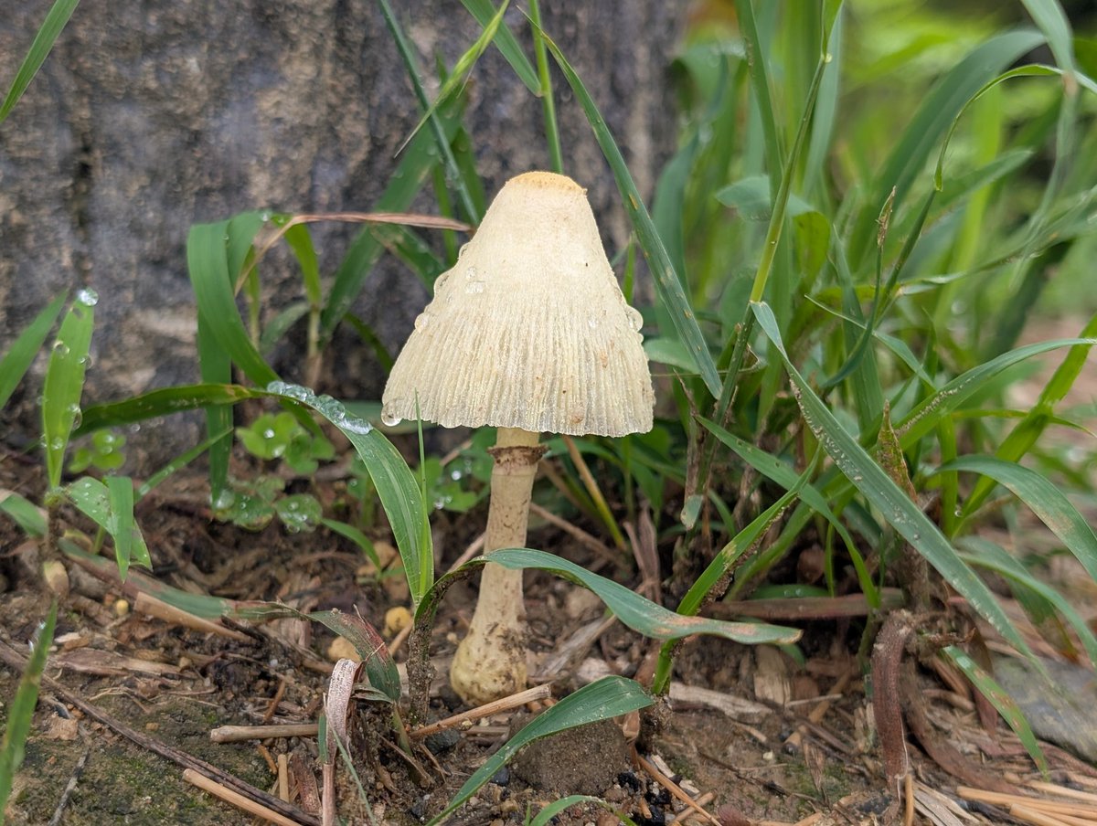 RSK11AK's tweet photo. 2026/06/29
いつものウォーキングコース
にも🍄 https://t.co/66oEJ7IUwP