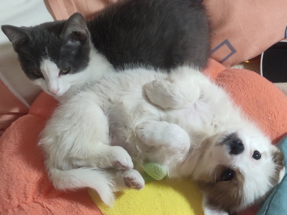 colliciuse's tweet photo. My fluffy pup grew from a tiny palm-sized ball of fur to a 20kg bundle of chaos in just 6 months—love every unplanned messy step! https://t.co/QZOzlv7dQv