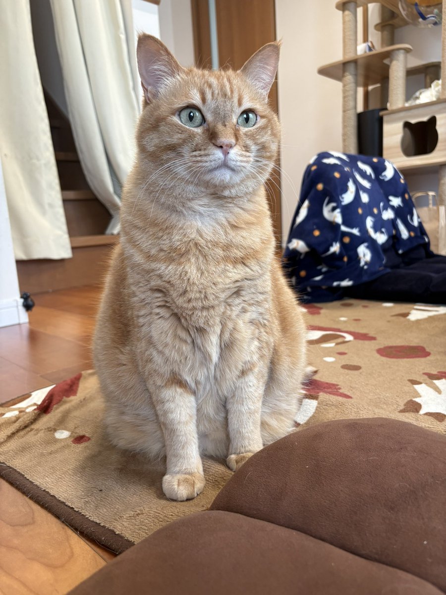 すずつむふう【我が家の可愛い猫's】 (@kagisuzu0531) / Posts / X