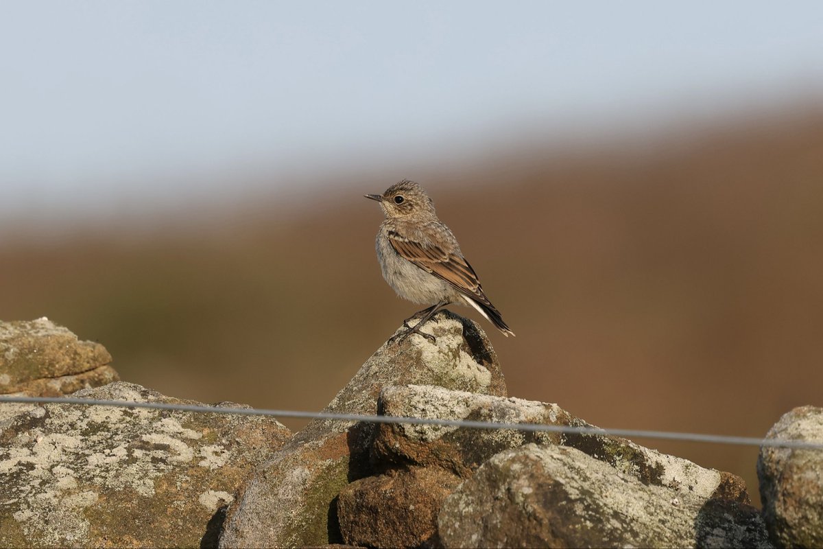 SteveHubbardNew's tweet photo. Juvenile Wheatear, Wren &amp; Dunnock at Percy Cross Rigg, North Yorks Moors @teesbirds1 @nybirdnews #birdwatching #NaturePhotography #birds https://t.co/fbZgy6zPHz