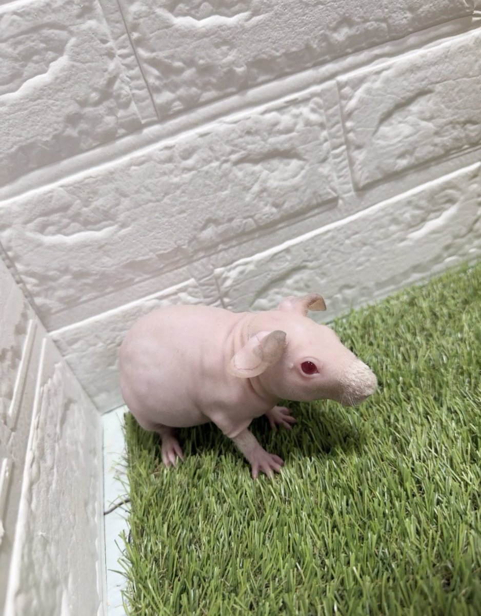 animal_coco's tweet photo. 昨日デビューしたスキニーギニアピッグのピンキー（仮名）🐷
イベントではご縁がなかったので引き続きご家族様募集中です😊✨
もっちりすべすべお肌の可愛い男の子です💓
販売価格など詳細はホームページに掲載しております♪
⁡
お問い合わせお待ちしております💌
⁡ https://t.co/lETzbTprzk