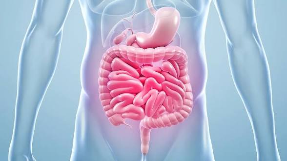 ShreyaExplains's tweet photo. Gut ante just digestion place ani anukuntunnava?

Body immune system lo major part gut tho closely connected untundi. Body serotonin lo around 90% gut lo produce avutundi. Anduke scientists gut ni "second brain" ani pilustaru.

Kani chala mandi dani importance ni completely ignore chestunnaru.