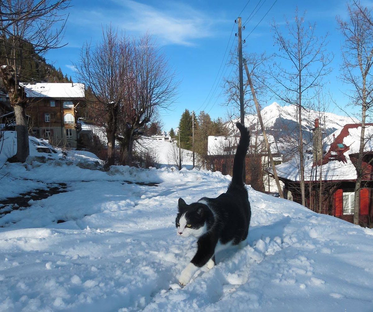 jasper_swiss's tweet photo. Cousteau🌈 spent 4½ wonderful years exploring and enjoying the meadow. In the end, his heart couldn't keep up with his adventurous spirit. 💚🌿 #CatsOfX #RainbowBridge #ForeverLoved #AdventureCat https://t.co/HOc8wBeAai