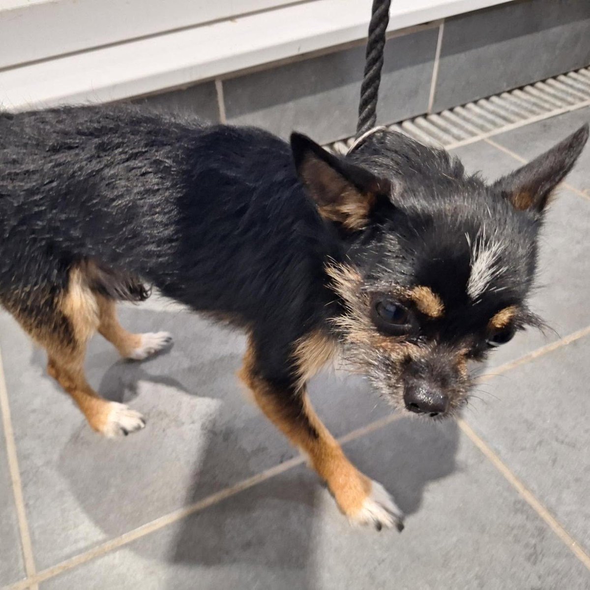 AnnDrogyne's tweet photo. ** FOUND FARNHAM GU9 - HAS COLLAR &amp; ID, NO CHIP **
WADC SDK22465
27/06/2026
20:45
Waverley Borough Council
Farnham GU9
Breed: Chihuahua
Collar: Yes
ID: Yes
Sex: Male
Microchip Found: No
Brief Description: Small, young male. Tricolour
03444 828300
https://t.co/zlKVwKIdNs https://t.co/zKjCjQwXlD