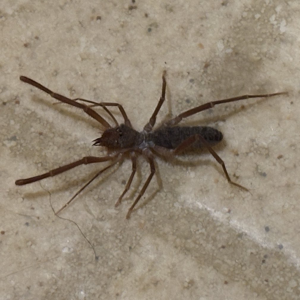 BrianDunning's tweet photo. Can anyone identify? About 1.5" long https://t.co/Gw71OeZ82M