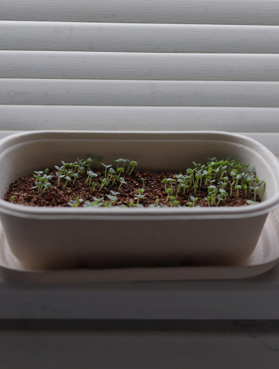 do_danilio's tweet photo. Whoa! I just turned my old empty balcony into a tiny herb garden in 3 days—now I grab fresh basil/mint for my morning tea every day. Small moves = big daily wins. ， https://t.co/sNX4oujILw