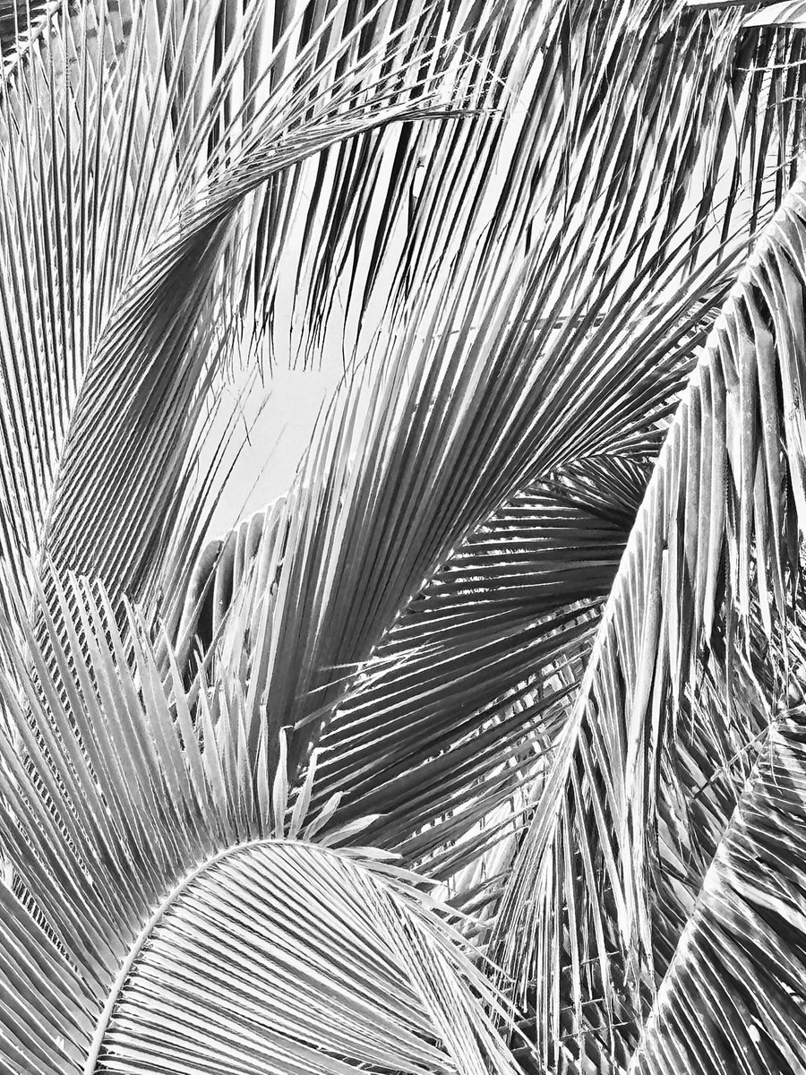 foto_gra_fiando's tweet photo. Isla grande - Colón 

#Panama #Playa #Photography #Fotografia #Blackandwhite https://t.co/FOQUGmCC98