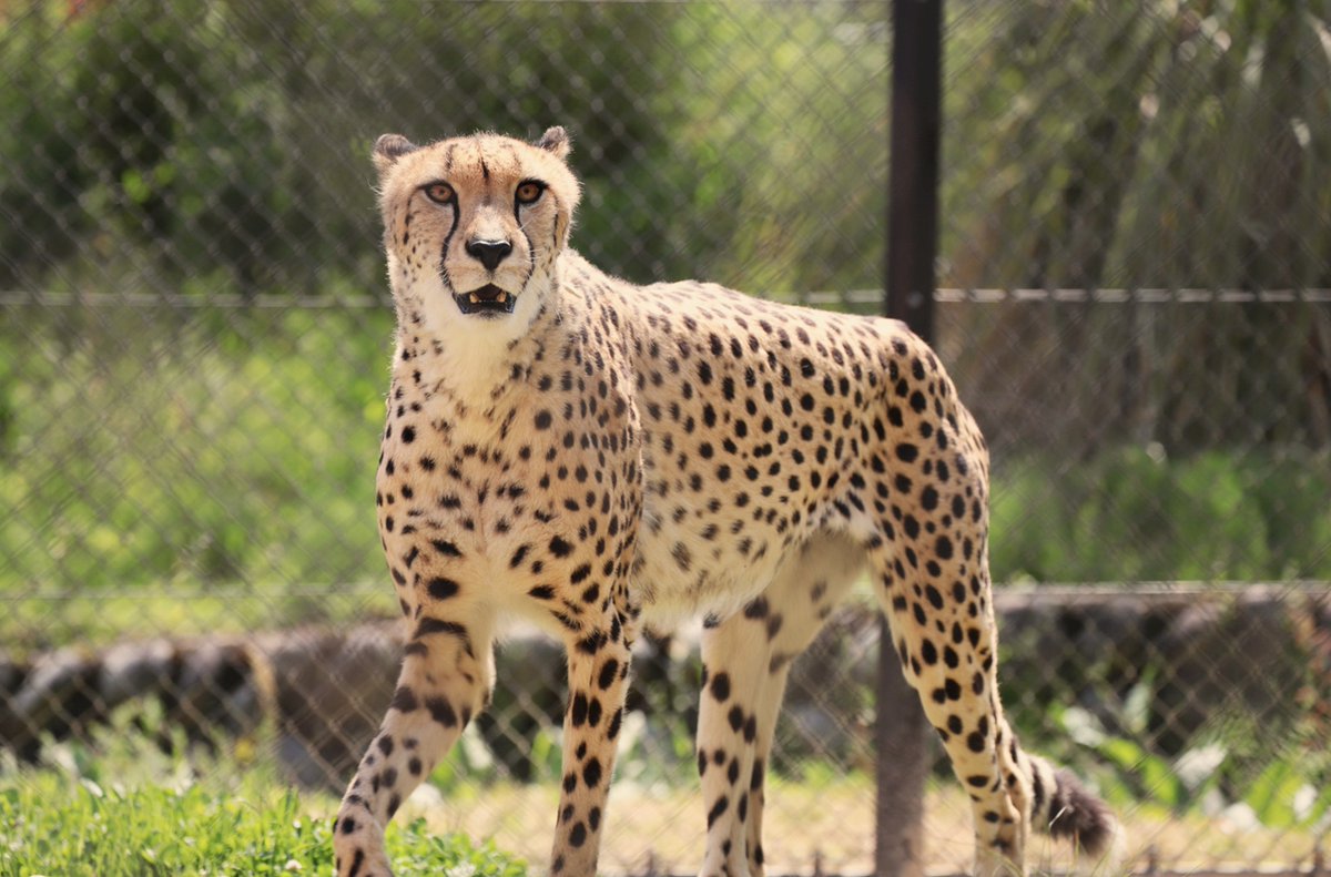 asa_zoo's tweet photo. 当園で初めてチーターが出産しました！
昨日23時頃～今朝10時頃にかけ、ルーシーが4頭の子を出産しました。
現在、母子はストレスを避けるため寝室で過ごし、監視カメラでの監視を継続しています。
父はジルコで子どもの性別・体重ともに現時点では不明です。また、今後更に生まれる可能性があります。 https://t.co/s8ftZ6NK3m