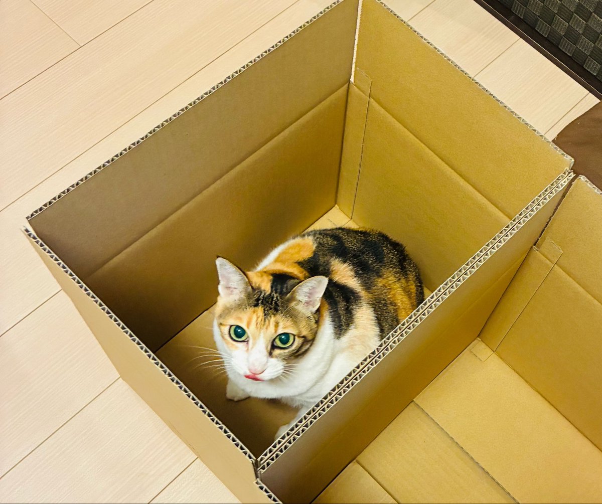 Masked_rider19's tweet photo. 荷造り中の１枚🐈😘 https://t.co/ySDiO46lBh
