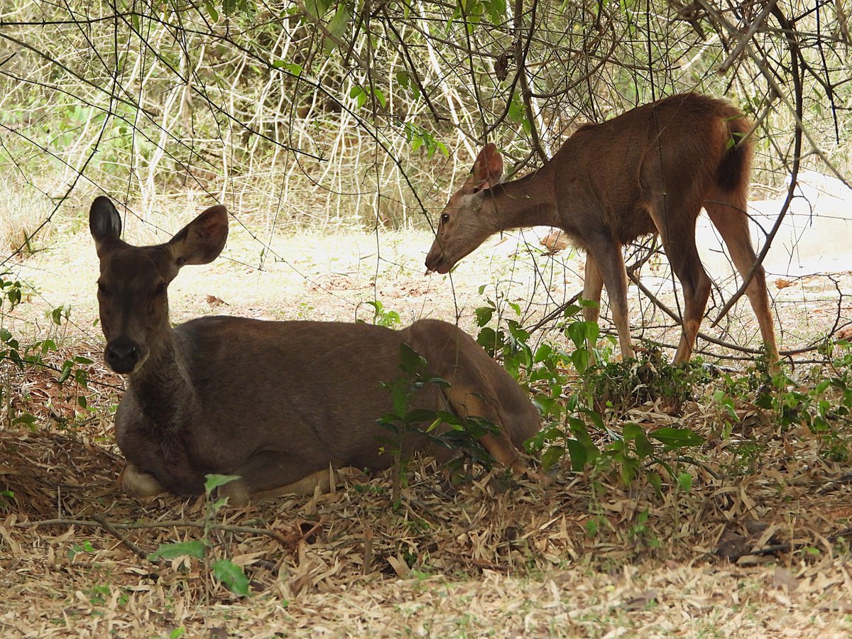 SubhaRout_1998's tweet photo. The Sambar deer thrives in forests rich in native grasses, shrubs, climbers and tree foliage. Protecting and restoring these natural fodder plants strengthens wildlife habitats, supports healthy populations and helps maintain ecological balance.
@BiotechSanjeet  @PCCFWL_Odisha https://t.co/OP1n1fXy5m