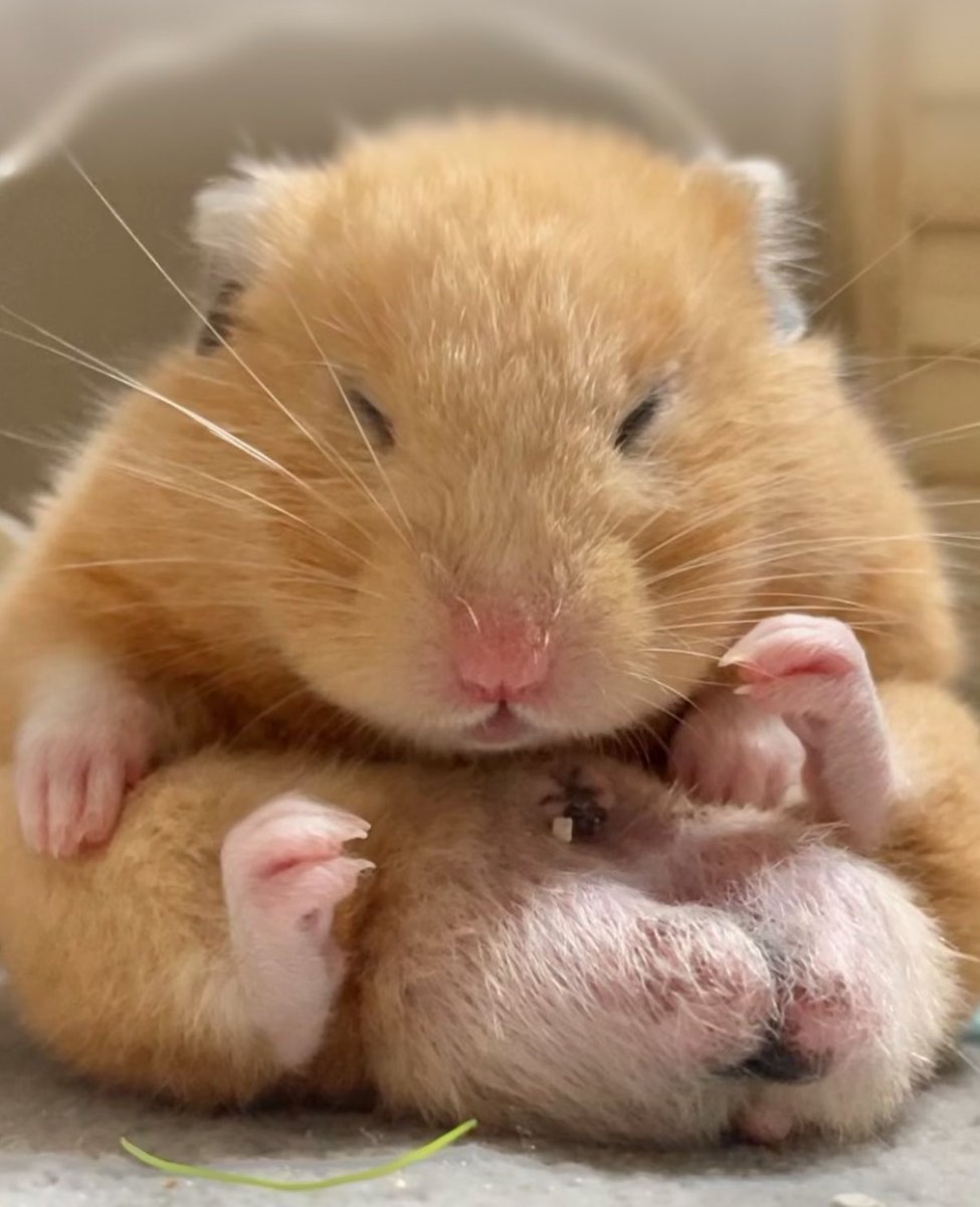 きいたんページ あれ？？ぼくぅ？？？ 玉がピンクでそっくりと思ったら 足だったんだね