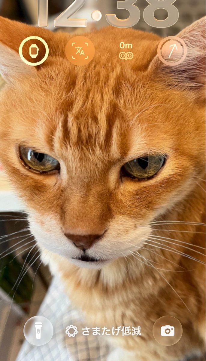オーダー受付　猫パネル㉝　5/22 Post by 八朔堂＊コミカライズ5/8〜連載開始 on X: うつくすい猫